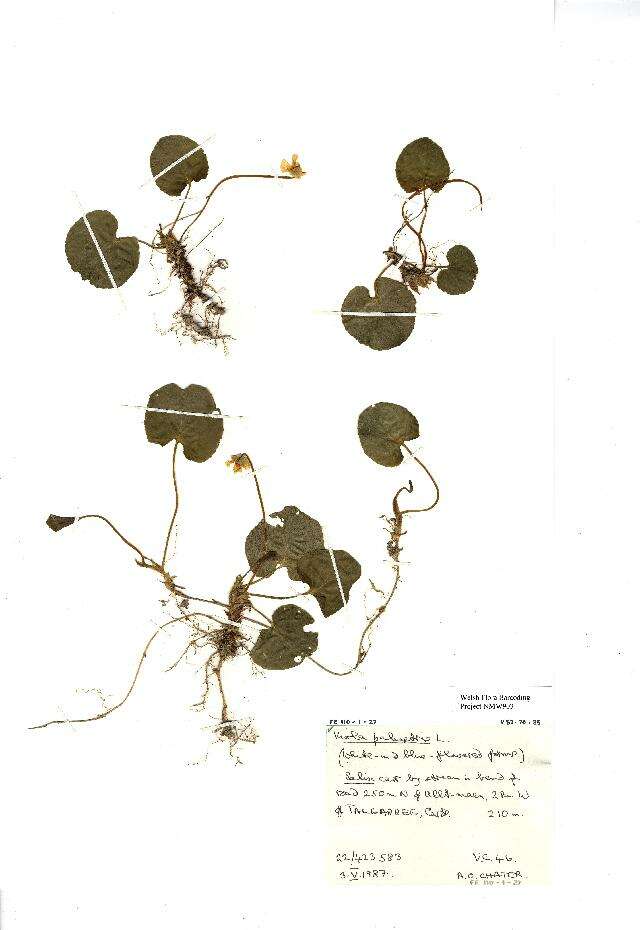 Plancia ëd Viola palustris L.