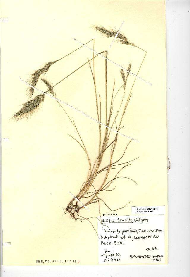 Image de Vulpia bromoides