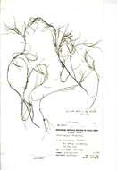 Image of horned pondweed