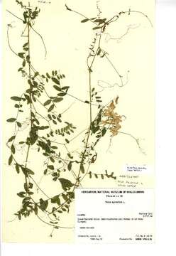 Image of wood vetch