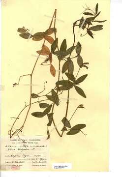 Image of Bithynian vetch