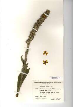 Image of Great Mullein