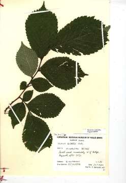 Image of Ulmus glabra