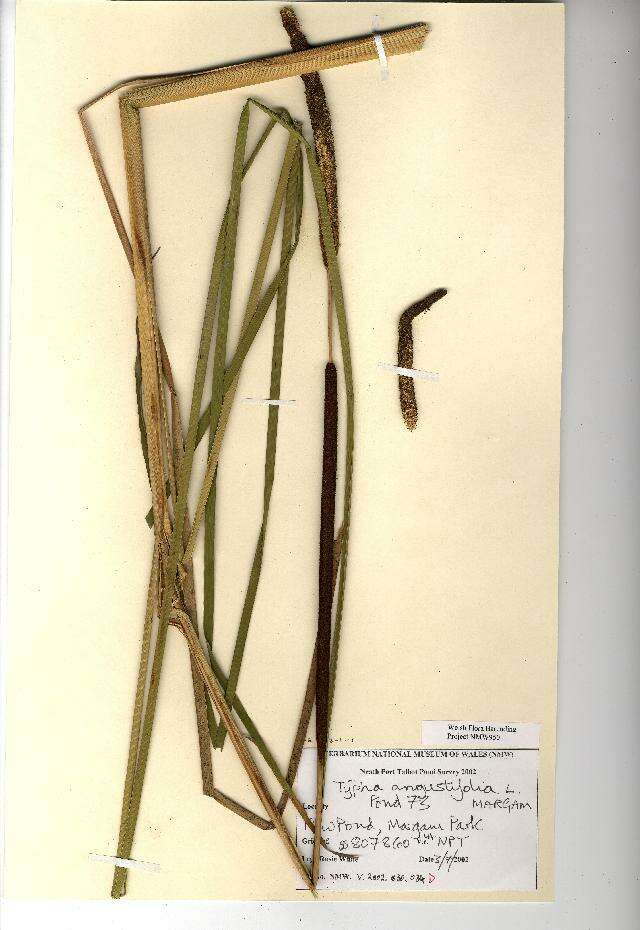 Image of Lesser Bulrush