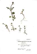 Image of marsh valerian