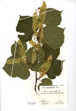 Imagem de Tilia platyphyllos Scop.