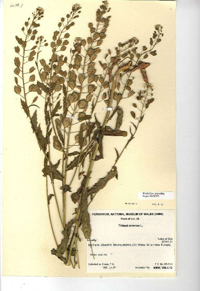 Image of field pennycress