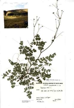 Image of lesser meadow-rue