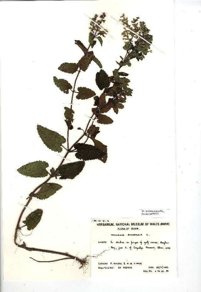 Image of woodland germander