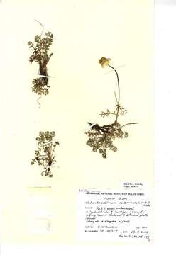 صورة Tripleurospermum maritimum (L.) Koch