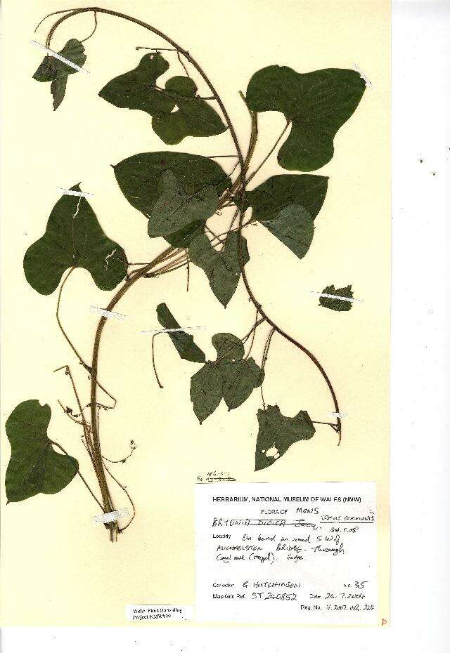 Image of Dioscorea sect. Tamus