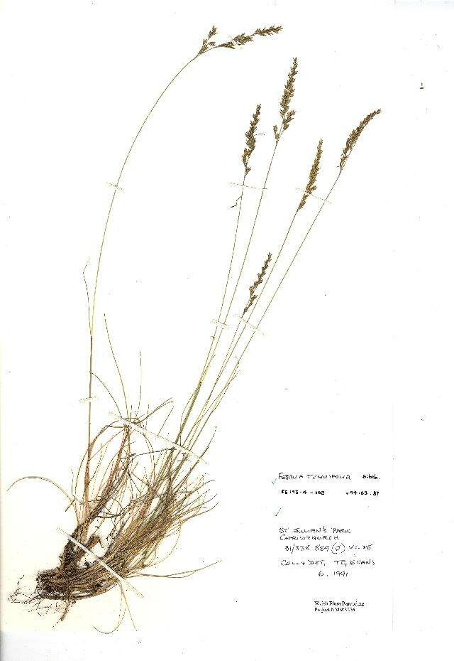 Image of fineleaf sheep fescue