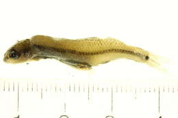 Image of Leuciscinae