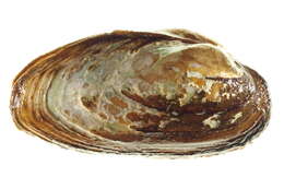 Image of Palaeoheterodonta