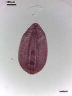 Image of Neodiplostomidae