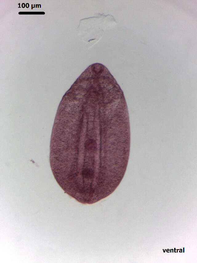 Image of Neodiplostomidae