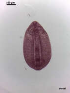 Image of <i>Neodiplostomum americanum</i>