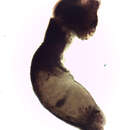 Image of Apharyngostrigea cornu (Zeder 1800)