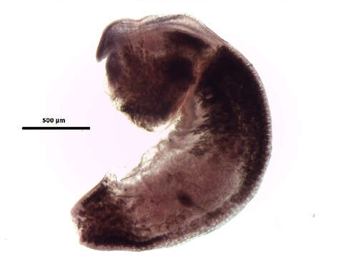 Image of Apharyngostrigea cornu (Zeder 1800)