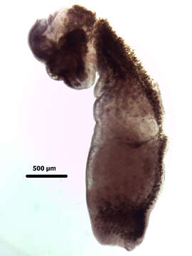 Image of Apharyngostrigea cornu (Zeder 1800)