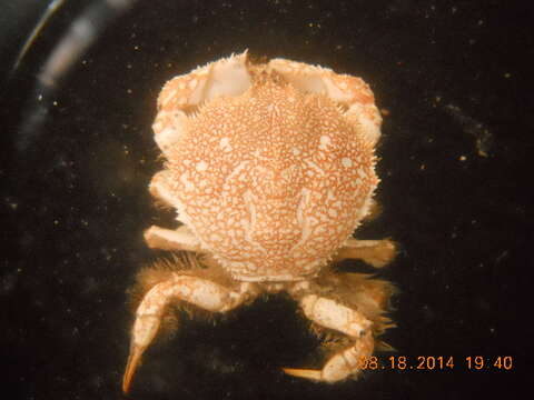 Image of Trichopeltarioidea Tavares & Cleva 2010