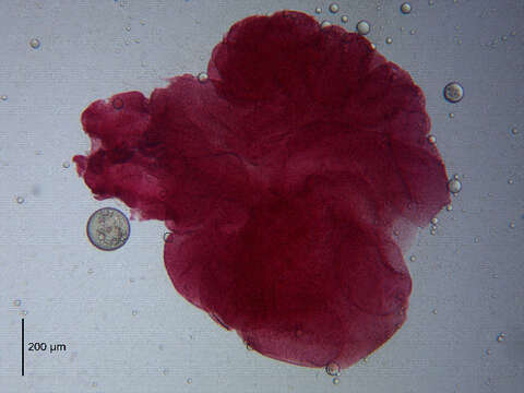 Image of Corallobothrium