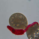 Image of Stephanostomum