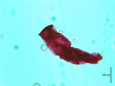 Image of Rhipidocotyle