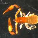 Image of Parahyidae Harvey 1992