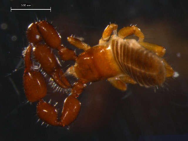 Image of pseudoscorpions