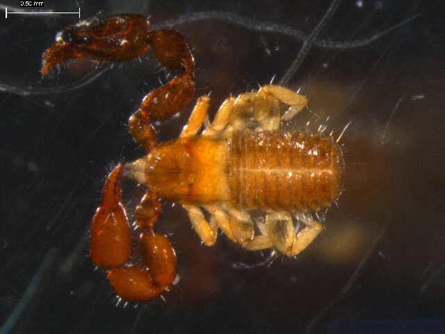 Image of pseudoscorpions