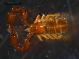 Image of pseudoscorpions