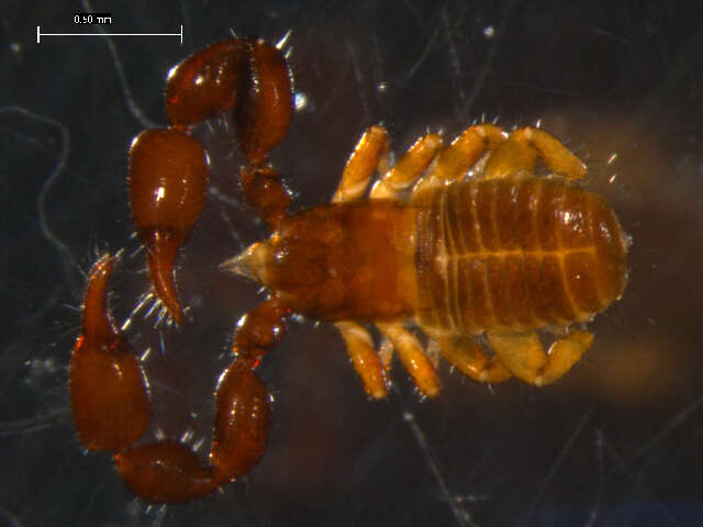 Image of pseudoscorpions