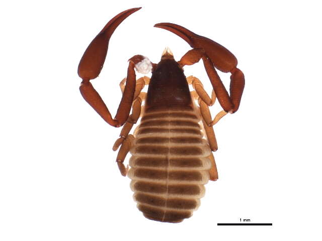 Image of pseudoscorpions