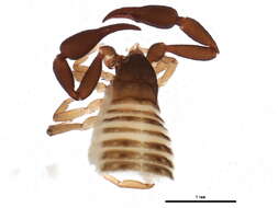 Image of pseudoscorpions