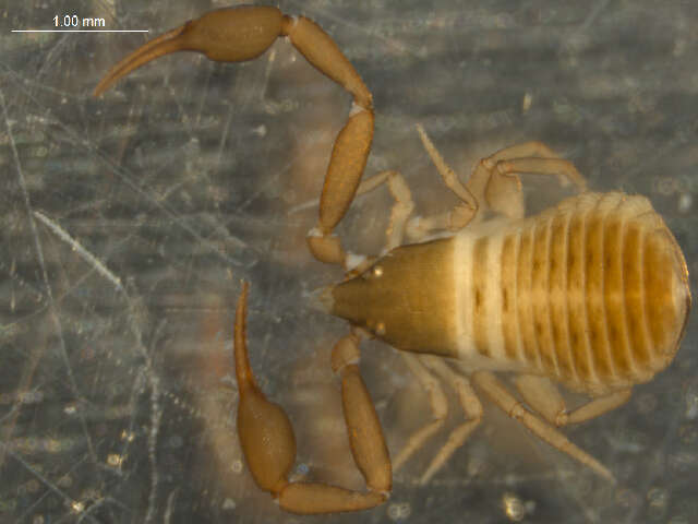 Image de Geogarypidae Chamberlin 1930