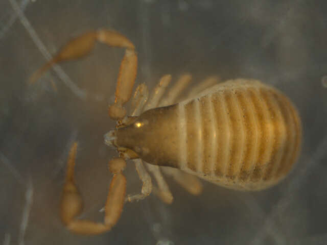 Image of Geogarypidae Chamberlin 1930