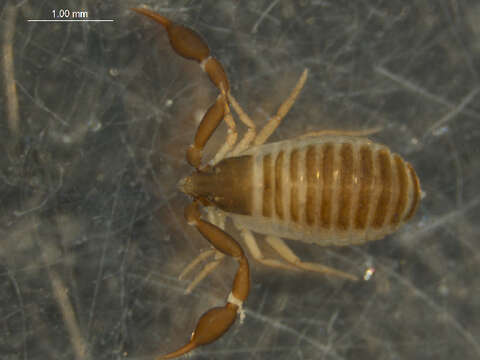 Image of Geogarypidae Chamberlin 1930