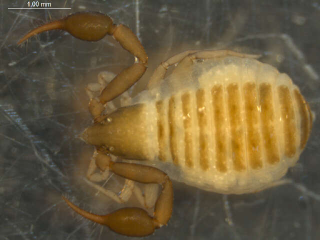 Image of Geogarypidae Chamberlin 1930