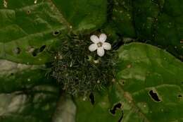 Image of Hymenocoleus