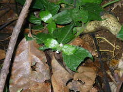 Image of Hymenocoleus