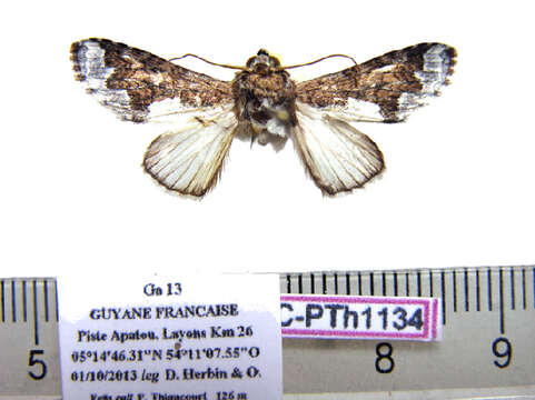 Image of Sericochroa