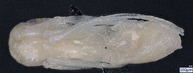 Image of Macrodinychus hilpertae