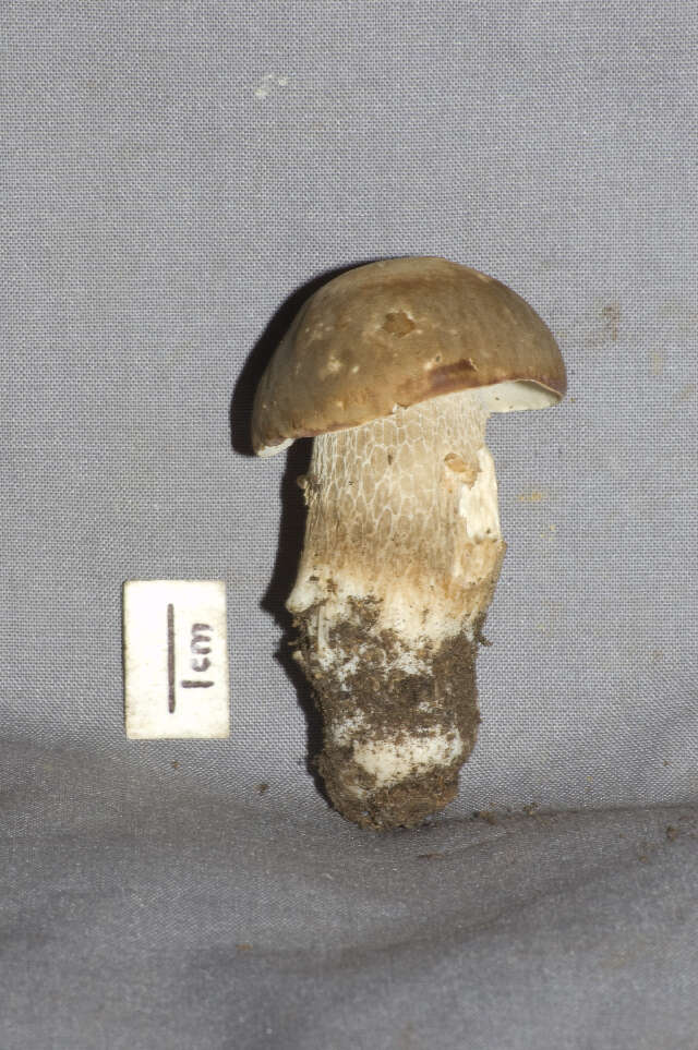 Sivun Boletus variipes Peck 1888 kuva