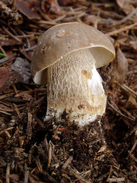 Sivun Boletus variipes Peck 1888 kuva