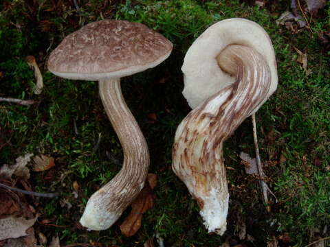 Image of Leccinum