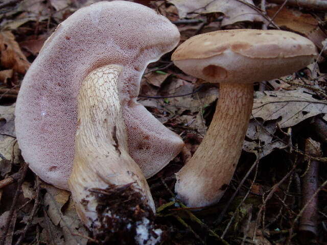 Image of Tylopilus