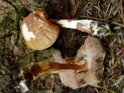 Image of Porphyrellus