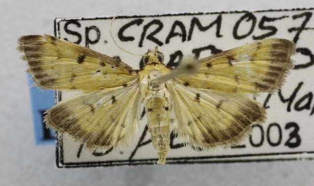 <i>Herpetogramma hipponalis</i> resmi