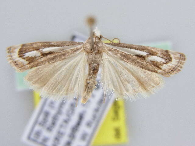 صورة Catoptria